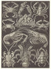 DECAPODS. Edible sping Med Atlantic porcelain coconut purple crab; shrimp 1907