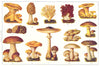 EDIBLE FUNGUS. Tasty; Morchelle; Cockscomb; Toadstool; Cantarelle; Truffle 1907