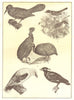 GUINEA. Guide-bird; garden warblers; Hens; European Golden Oriole; Grakle 1907