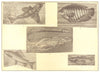 FISH. Gurnard Gourami Spring Eel Golomynka Oilfish Baikal Grayling Goby 1907