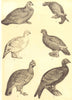 GROUSE. Prairie Hen Blackcock Moor-Ptarmigan Scotch Ruffed Capercailzie 1907