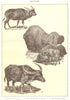 OXEN. Bovidae Celebes Ox Anoa N American Bison Buffalo Indian domestic 1907
