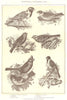 BUNTING CANARY. Lapland longspur Chaffinch Meadow Rose-breasted Grosbeak  1907