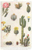 CACTUS. Leaf globe wart melon giant Stapelia Cereus Hairy Mexican opuntia 1907