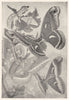 LEPIDOPTERA. Mulberry Silkworm, Caterpillar; Silk Moth; Chinese; Ailanthus 1907