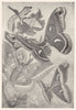 LEPIDOPTERA. Mulberry Silkworm, Caterpillar; Silk Moth; Chinese; Ailanthus 1907