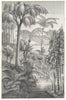 CARBONIFEROUS FOSSIL. Tooth-fern Cordaites borassifolia Pecopteris Cyathea 1907