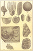 CARBONIFEROUS FOSSILS. Actinocrinus; Platycrinus; Plaeechinus; Chonetes 1907