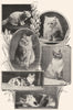 CATS. White cream silver Persian; Light; Thai; Short hair tortoise shell 1907