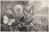 LEPIDOPTERA. Brimstone butterfly; Swallow-tail; fritillary; Gamma Moth;  1907