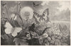 LEPIDOPTERA. Brimstone butterfly; Swallow-tail; fritillary; Gamma Moth;  1907