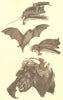 BATS. Flap-nose Bat; Pigmy; Water; Horse-shoe 1907 old antique print picture