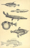 FISH. Bellows; Cave; Bill; Balloon; Bat; Bass(Perca Fluviatilis) 1907 print