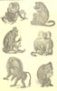 PRIMATE. Baboon Bearded Ape Chacma Tufted Baboon Hamadryad Gelada Mandrill 1907