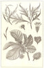 TREES. Beech. Branch; flower; Fruit & case; Twig; varieties 1907 old print