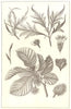 TREES. Beech. Branch; flower; Fruit & case; Twig; varieties 1907 old print