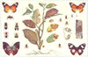 INSECTS. Protective mimicry among insects 1907 old antique print picture