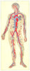 BIOLOGY. Blood-general blood vessels; Arteries are in red; veins blue 1907