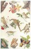 AMERICAN BIRDS. Woodpecker Sapsucker Chickadee Warbler Waxwing Sparrow 1907
