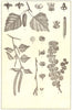 BIRCH. Spray; flowers; Twig; catkin; Fruit case; buds; branch; Dwarf 1907