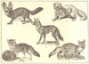 FOX. Cape Lalande's Dog; Arctic; Side-striped Jackal Quaha; Silver; Corsac 1907