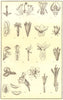 FLOWER MORPHOLOGY. Ash Hippuris sun-rose cherry Elm Gentian corolla melon 1907
