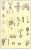 FLOWER MORPHOLOGY. Bulrush Grass Orchid Iris Aristolochia Gentian Violet 1907