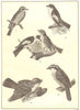 FLYCATCHERS. Spotted Pied White-collared Red-breasted Kingbird Bienteveo 1907