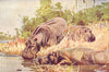 AFRICA. Hippopotamus(Hippopotamus amphibius) 1907 old antique print picture