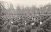 FOOD. Tea gathering 1907 old antique vintage print picture