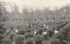 FOOD. Tea gathering 1907 old antique vintage print picture