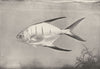 FISH. Old wife; This is a near cousin of the famous Pompano 1907 print