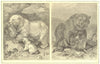 BEARS. Polar Bear(Ursus maritimus); Grizzly(horribilis) 1907 old antique print