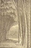 INDONESIA. Bamboo Grove in Java 1907 old antique vintage print picture