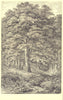 TREES. Beech Tree(Fagus Sylvatica) 1907 old antique vintage print picture