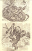 SNAKES. Boas; 1. Boa Constrictor; 2. Dog-Headed(Xiphosoma Caninum) 1907 print