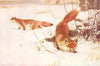 FOXES. Red Fox 1907 old antique vintage print picture