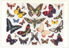 LEPIDOPTERA. Butterflies and Moths 1907 old antique vintage print picture