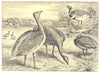 BIRDS. Bustards; 1 Little Bustard; 2 Great Bustard 1907 old antique print