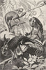 ANIMALS. Chameleon 1907 old antique vintage print picture