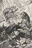 ANIMALS. Chameleon 1907 old antique vintage print picture