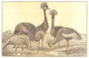 BIRDS. Demoiselle Crane(Grus Virgo); Crested(Balearica Pavonina) 1907 print