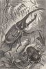 INSECTS. Elephant Beetle 1907 old antique vintage print picture