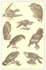 BIRDS PREY. Hobby Ruppell Vulture Carancho Buzzard Bataleur Eagle Turumti 1907