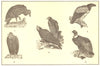 BIRDS OF PREY. Carrion Crow King Vulture Turkey Buzzard Pileated Condor 1907