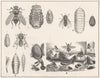 BOT BLOW FLIES. Cows fly; Sheep; Horse; Musca vomitoria 1907 old antique print