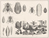 BOT BLOW FLIES. Cows fly; Sheep; Horse; Musca vomitoria 1907 old antique print