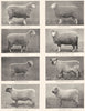 BRITISH SHEEP BREEDS. Lincoln Leicester Devon Southdown Hants Oxford Shrops 1910