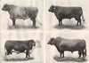 ENGLISH CATTLE BREEDS. Shorthorn South Devon Hereford bull cow 1910 old print