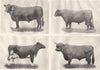 SCOTCH CATTLE BREEDS. Aberdeen Angus bull; Galloway; Ayrshire cow; Highland 1910